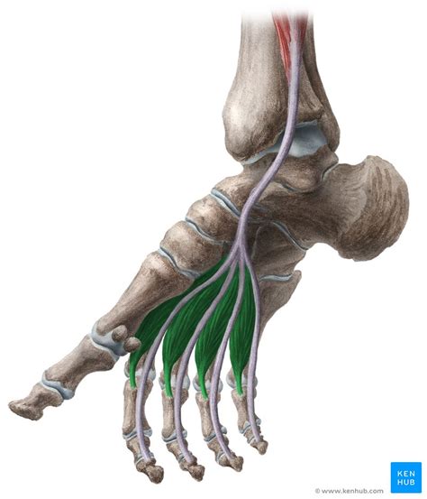 Musculi Lumbricales Pedis Anatomie And Funktion Kenhub