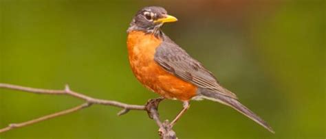 Discover All Types Of Robin Birds A Z Animals