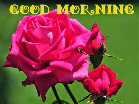 Lovely Good Morning Pink Rose Images Download Festival Chaska