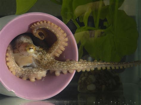 Why Octopuses Might Be The Next Lab Rats Wbur
