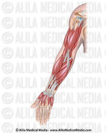 Upper limb arm forearm muscles actions, blood supply, innervation, attachment. Alila Medical Media | Muscles of the arm, unlabeled ...