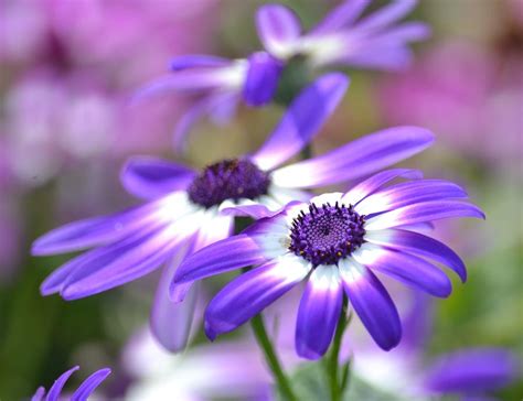 Pretty Purple And White Spring Flowers Photograph By P S Fine Art America
