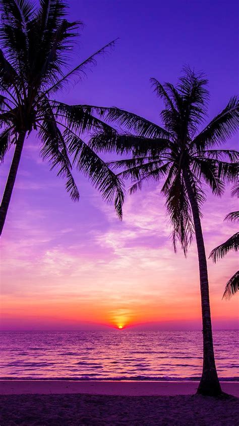 Download Very Cool And Nice Sunsets Beach Wallpaper Palm Trees Sunset