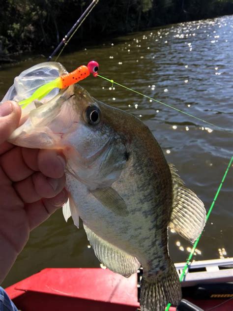 Whats The Best Color Jig For Crappie On Lake Providence