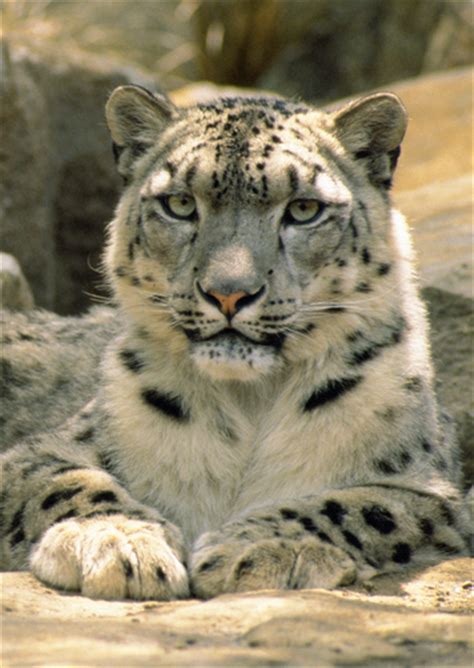 Snow Leopard Ten Random Facts