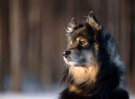 Finnish Lapphund Dog Breed Information And Characteristics