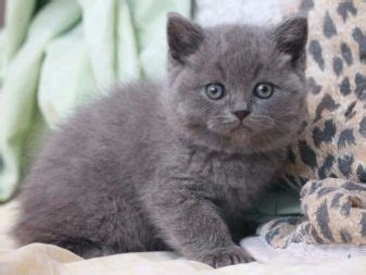 We did not find results for: Имя для кота британца серого цвета: красивые и забавные ...