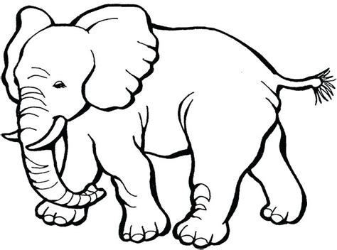 Gajah adalah mamalia besar dari famili elephantidae dan ordo proboscidea. Koleksi Gambar Sketsa Hewan Lengkap