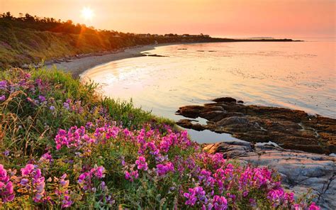 Top 93 About Flowers On The Beach Wallpaper Update 2023