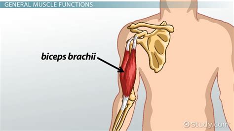 Biceps Brachii Origin Insertion Function Video Lesson Transcript Study Com