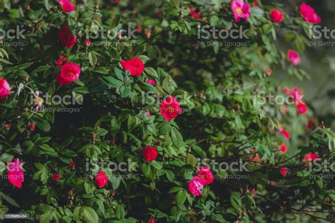 Hot Pink Rose Flowers On Dark Green Leaves Background Stock Photo