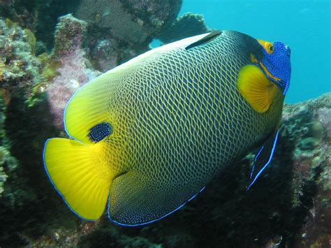 Angelfish Wallpaper Picture Animals Town