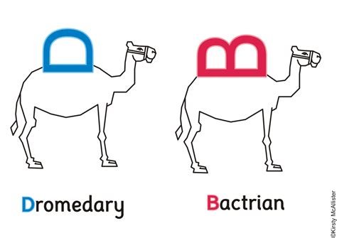 There are other differences between dromedary and bactrian camels besides the number of humps they have. Miscellany of Randomness: One hump or two?