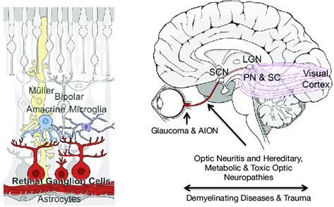 Simple Schematics Of The Retina And Human Brain Emphasizing Cells And