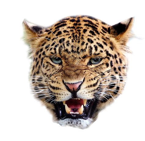 Leopard Png Transparent Images Png All