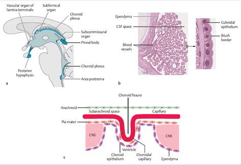 Ventricles And Cerebrospinal Fluid Csf Neupsy Key