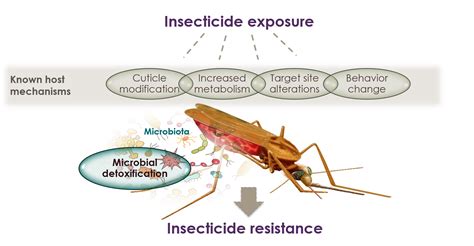 Links Between Microbes And Insecticide Resistance In Mosquito