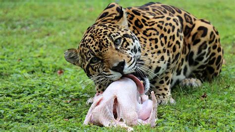 We did not find results for: Turkey Time At Big Cat Rescue | Big Cat Rescue