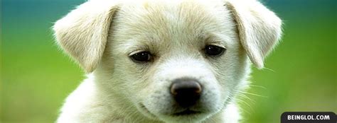 Cute Puppy Best Facebook Cover And Cute Puppy Best Cover 780