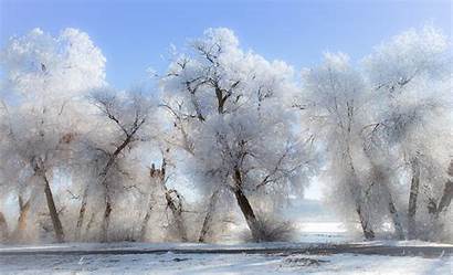 Snow Winter Landscape Nature Trees Desktop Backgrounds