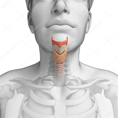 Male Throat Anatomy Stock Photo By ©pixdesign123 55467907