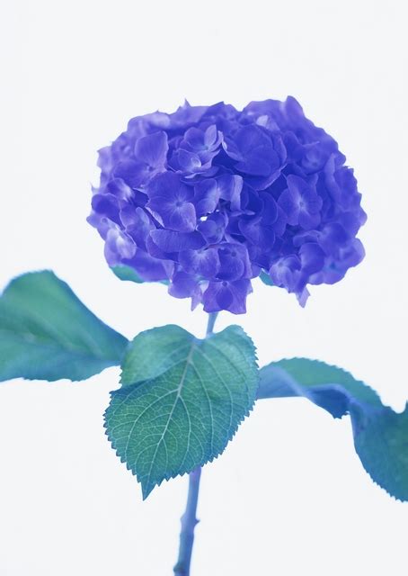 All of these blue background images and vectors have high resolution and can be used as banners, posters or wallpapers. Flowers Blue | Free Stock Photo | A blue flower isolated ...