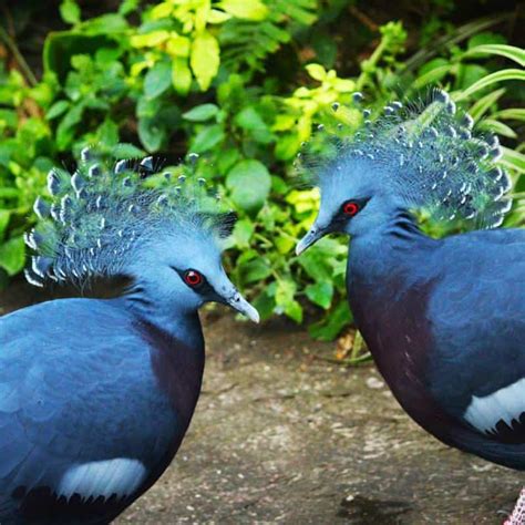 10 Birds With Magnificent Mohawks Every Colour Of The Rainbow Dockery