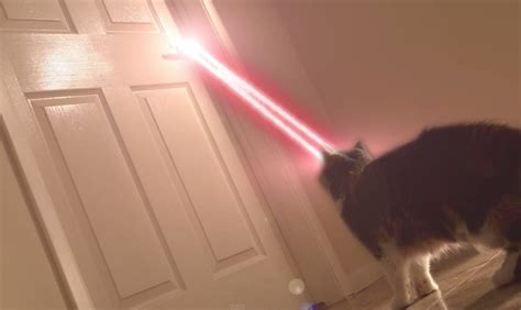 Mutant Cat Has Lasers For Eyes Video In 2021 Mutant Laser Cats