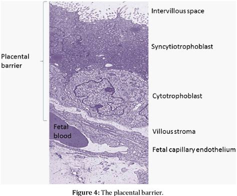 Figure 4 From Histology Of Human Placenta Semantic Scholar