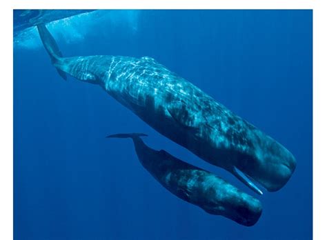 Most Dangerous Ocean Animals