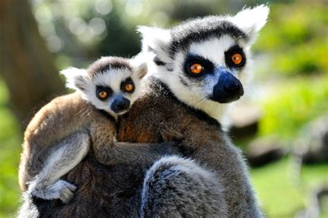 Their intimate knowledge of animals living. Job Options with Degree in Zoology » CareersLinked.com