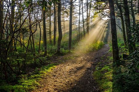 Roan Mountain Crepuscular Rays Tennessee Forest Stock Image Image