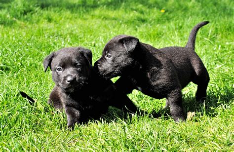 Explore other popular pets near you from over 7 million businesses with over 142 million reviews and opinions from yelpers. Free Images : grass, puppy, dogs, vertebrate, labrador ...