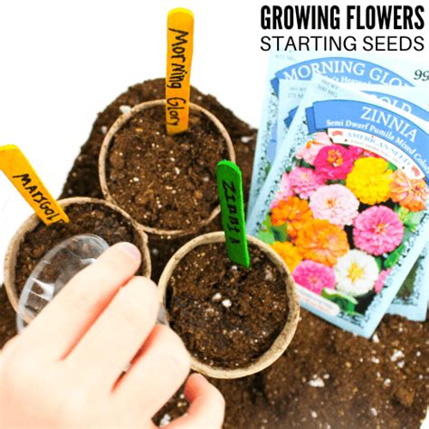 Plant Activities For Preschool Plant Activities Easiest Flowers To