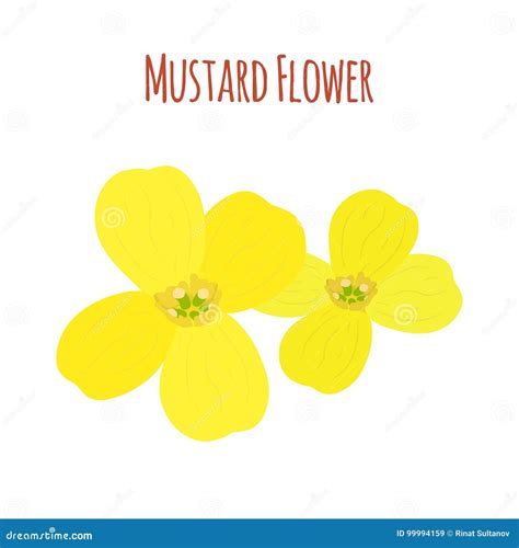 Mustard Flower Vector Illustration Isolated On White Background