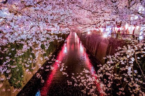 There's a reason cherry blossom season is widely celebrated in japan. Meguro River Cherry Blossoms 2021 - March/April Events in ...