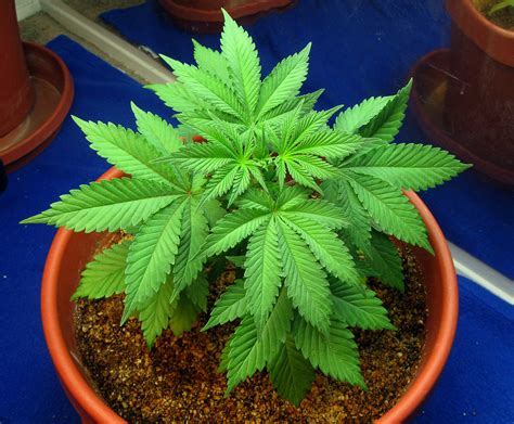 Hemp illuminated by psychedelic color light for hallucination effect. How Cannabis Buds Grow: One Chapter at A Time - LED Grow ...
