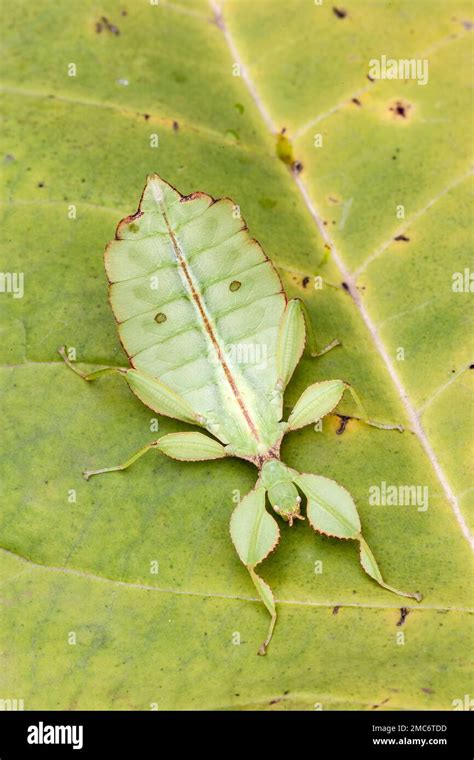 Leaf Insect Phyllium Sp On Leaf Stock Photo Alamy