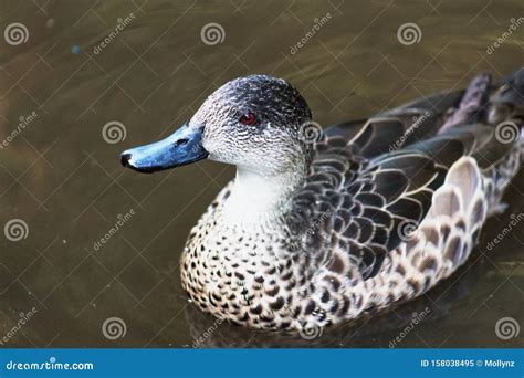 Closeup Image Of A Grey Teal Duck Stock Image Image Of Wildlife