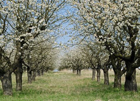 How To Grow And Care For Cherry Trees Hello Homestead