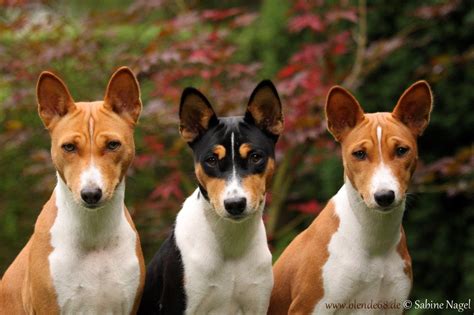 99 Pictures Of A Basenji L2sanpiero