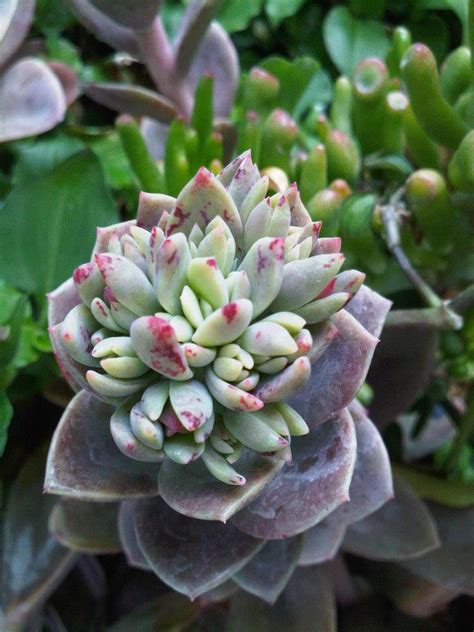 The plants tend to bloom in spring and summer. 5-8 INCH ORANGE BELL like lambs ear JADE SUCCULENT CACTUS ...