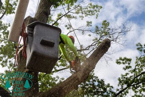 Bronx Tree Service Tree Removal And Pruning Clearview Tree And Land