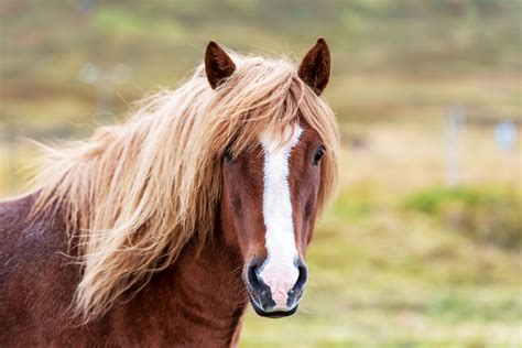 Horse Facial Markings And What They Mean