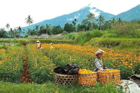 Marigolds Huge Part Of Bali Offerings Grow In Mountains Bali Island