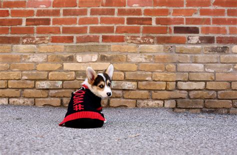 Your dog with jump for joy for the delicious taste that helps him stay active and happy! Bailey & Bella Red #Woof Sweater | Food animals, Pet store ...