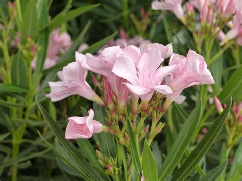 Nerium Oleander Pink Oleander Mid Valley Trees