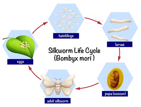 Life Cycle Of A Silkworm Images And Photos Finder