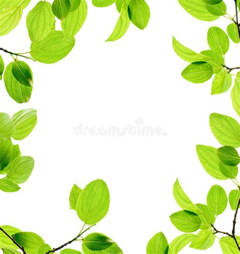 Green Branch Isolated Stock Photo Image Of Nature Herb 19439748