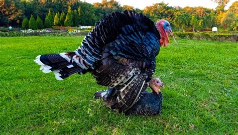 Why Do Turkeys Gobble 3 Reasons For This Behavior • Air Gun Maniac